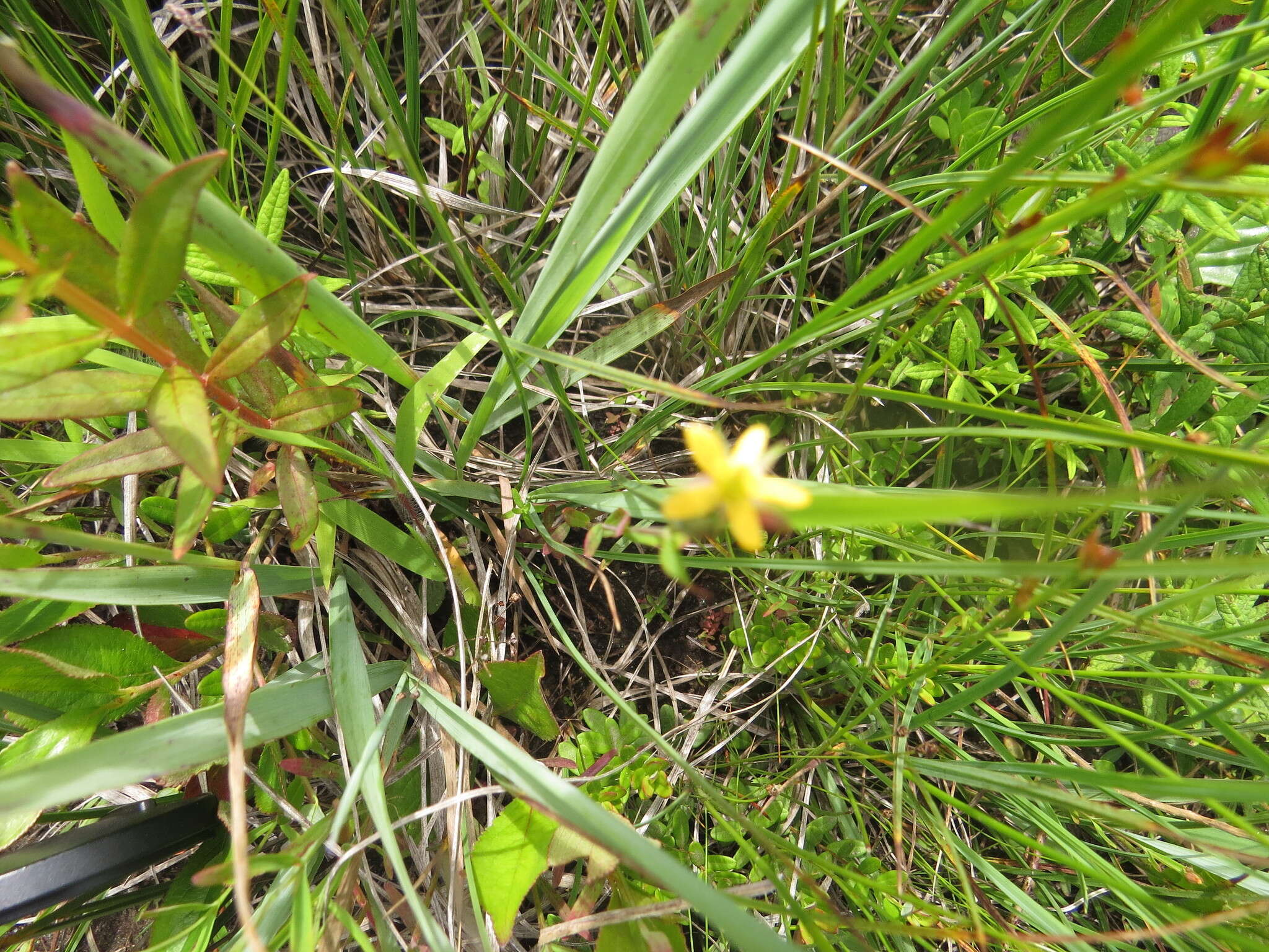 Image de Hypericum canadense L.