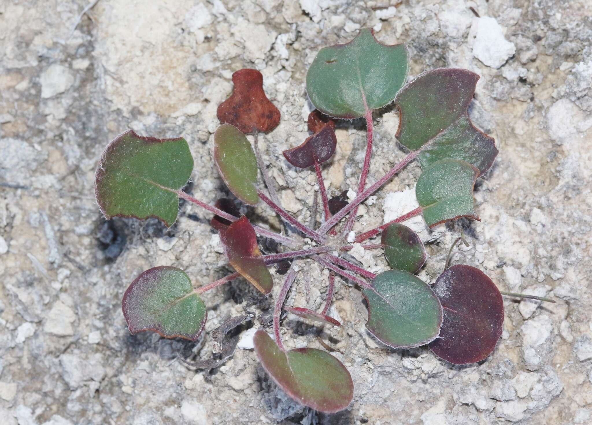 Image of Seven River Hills buckwheat