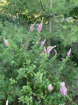 Imagem de Spiraea tomentosa L.