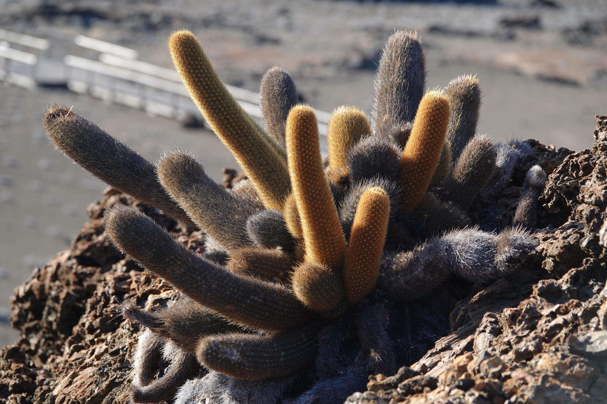 Image of Brachycereus