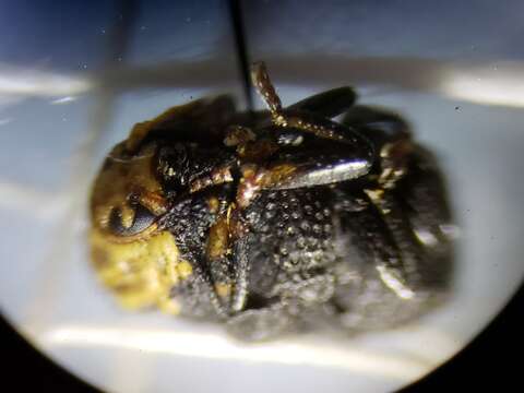 صورة Exema neglecta Blatchley 1920