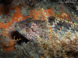 Image of Masquerader hairy blenny