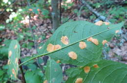 Image of Bird cherry dotty