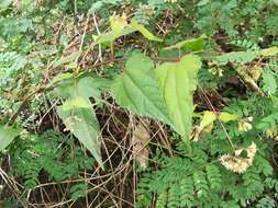 Koanophyllon longifolia (B. L. Rob.) R. King & H. Rob. resmi