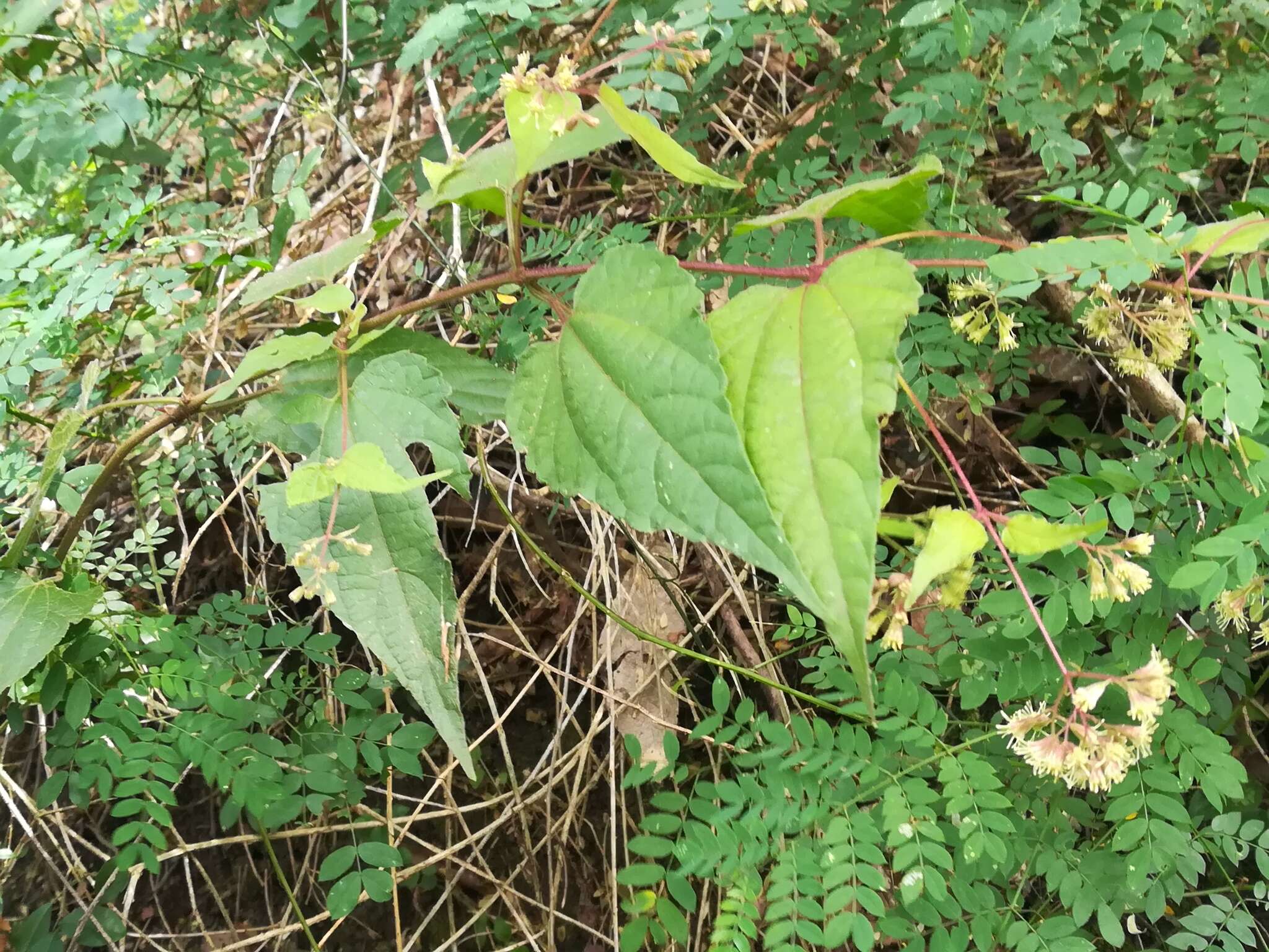 Koanophyllon longifolia (B. L. Rob.) R. King & H. Rob. resmi