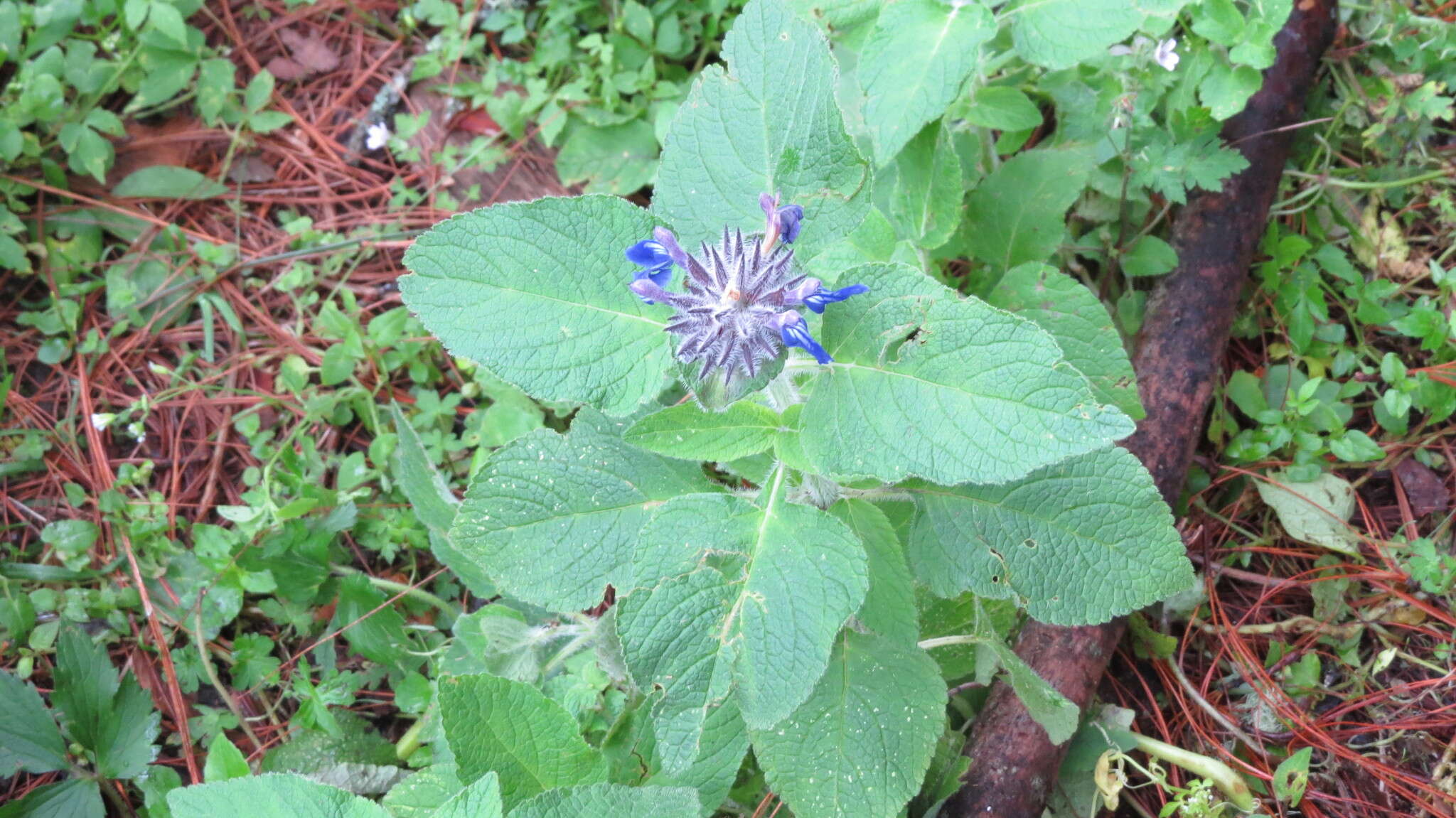 Salvia clinopodioides Kunth resmi