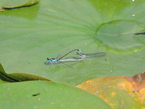 Image of Lilypad Forktail