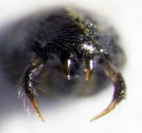 Image of Aoteasalda maculipennis (Cobben 1961)