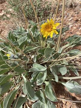 Image of nakedstem sunray