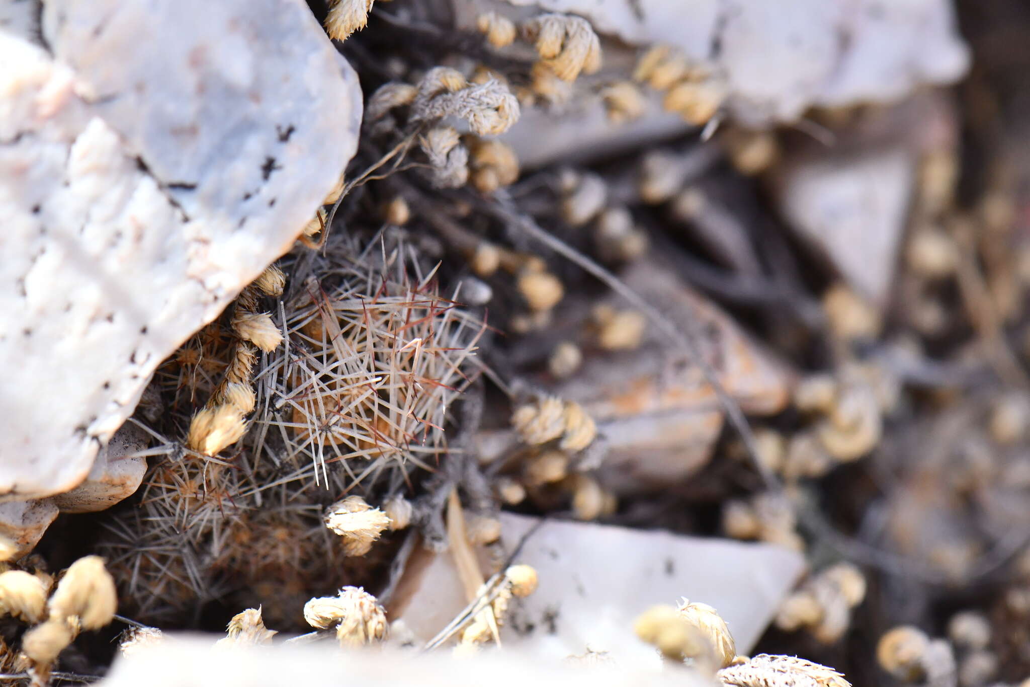 Image of Hester's foxtail cactus