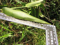 Image of Climbing bamboo