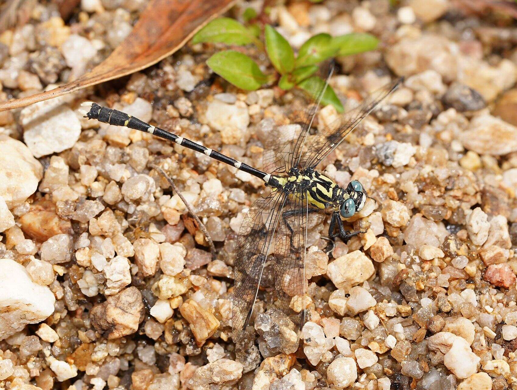 Image of Hemigomphus heteroclytus Selys 1854