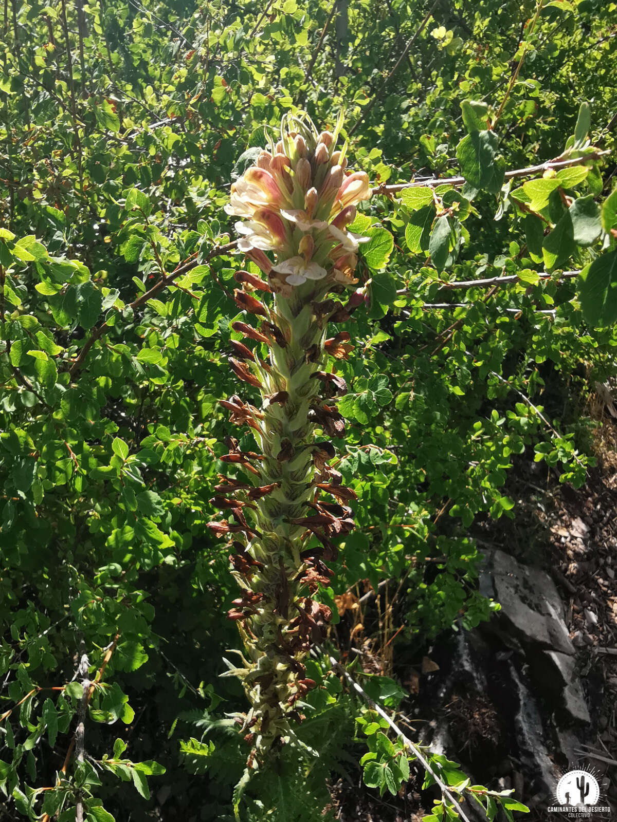 Image of Giant Lousewort