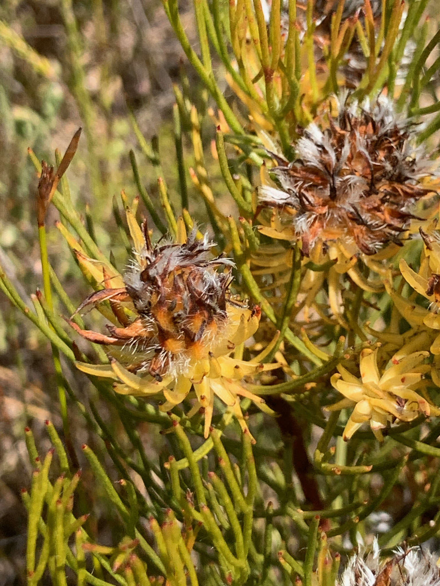 Imagem de Serruria phylicoides (Berg.) R. Br.