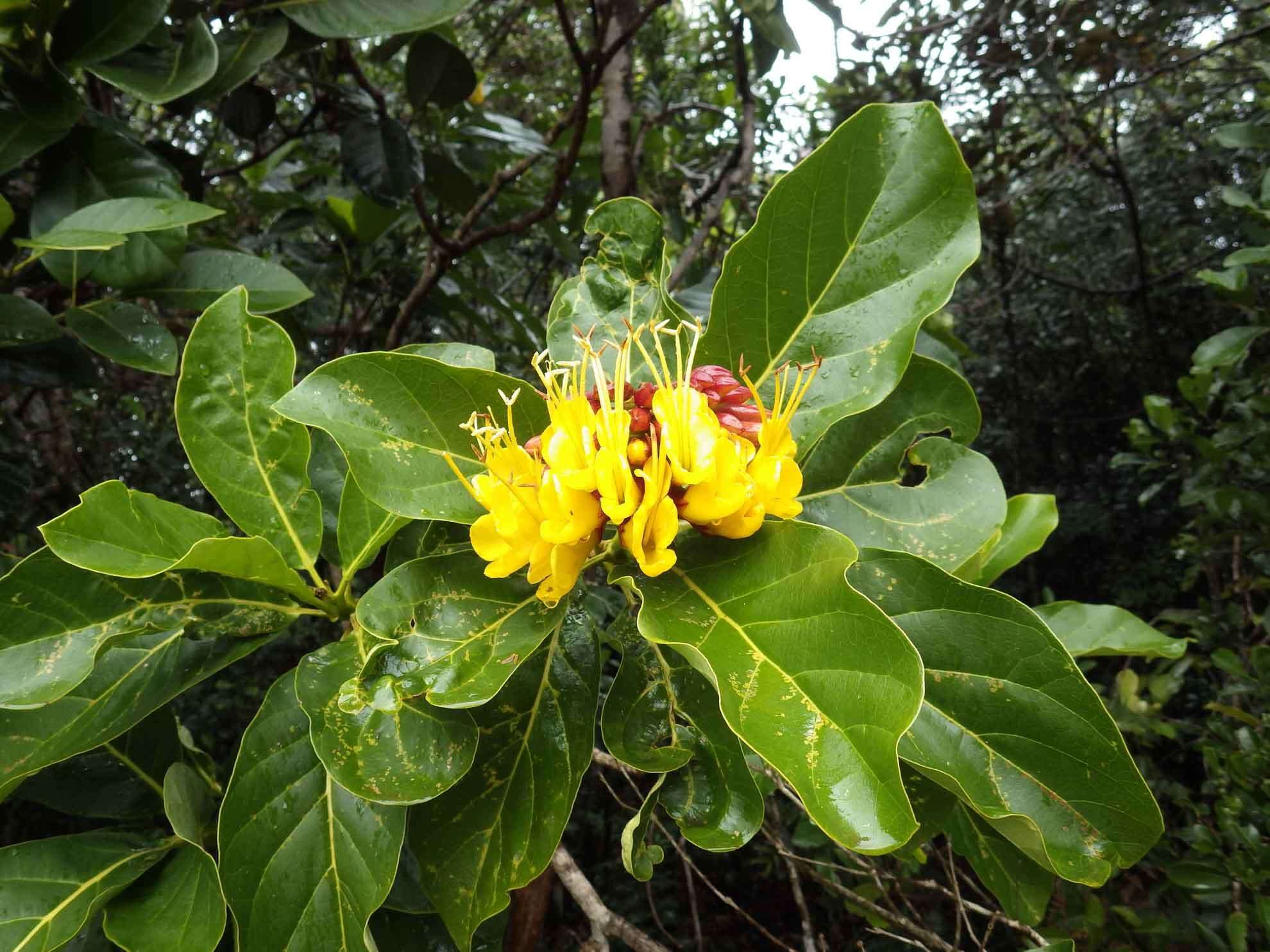 Plancia ëd Deplanchea speciosa Vieill.