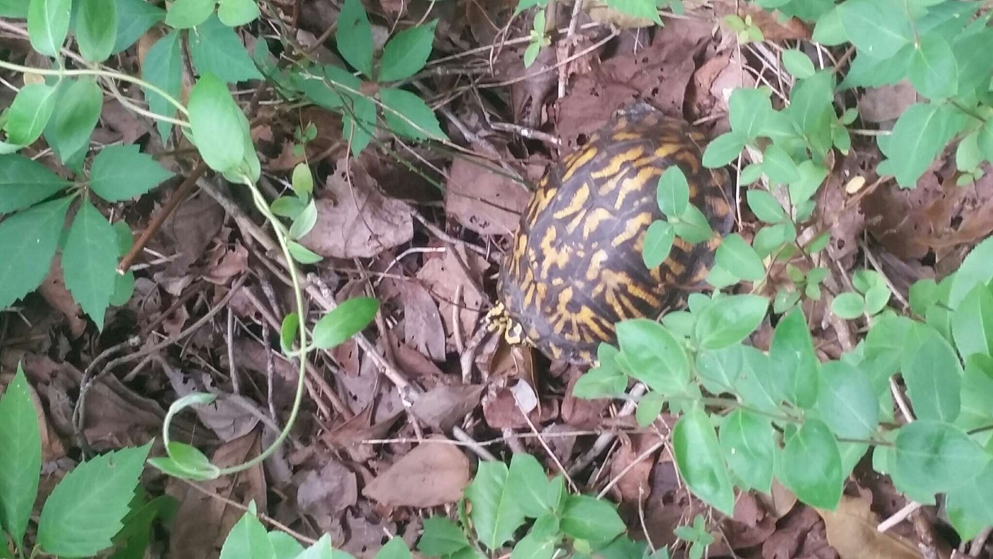 Image of Eastern box turtle