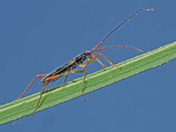 Image of Teratocoris antennatus (Boheman 1852)