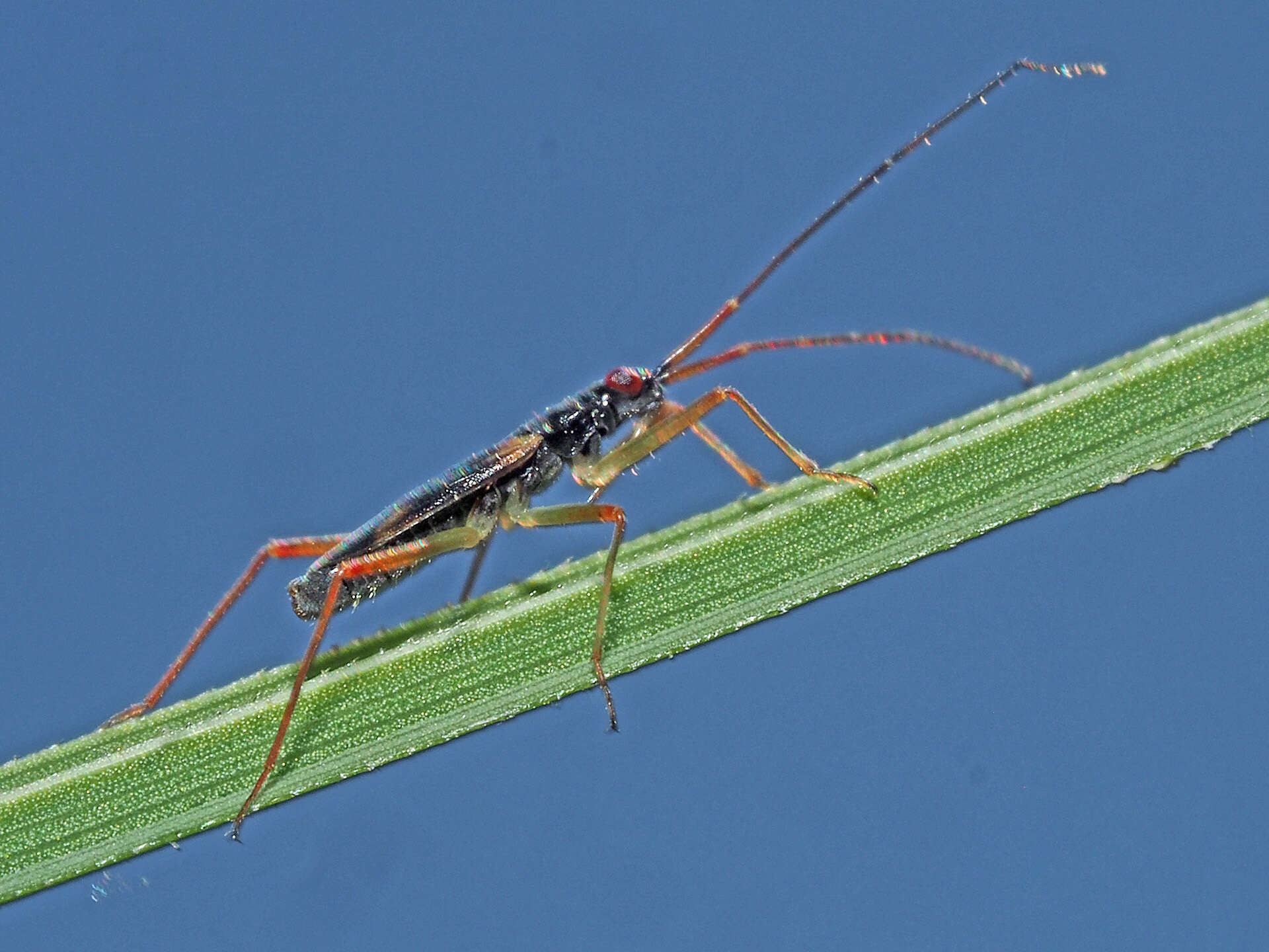 Image of Teratocoris antennatus (Boheman 1852)