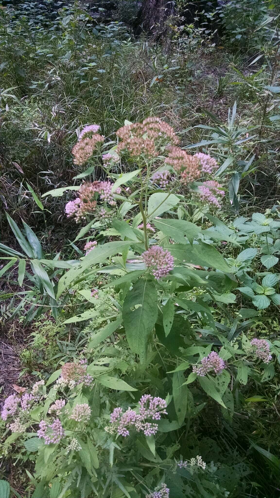 Image of Plowman's-Wort