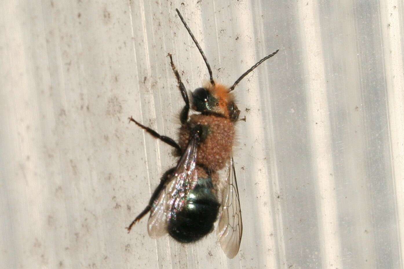 Image of <i>Osmia <i>lignaria</i></i> lignaria