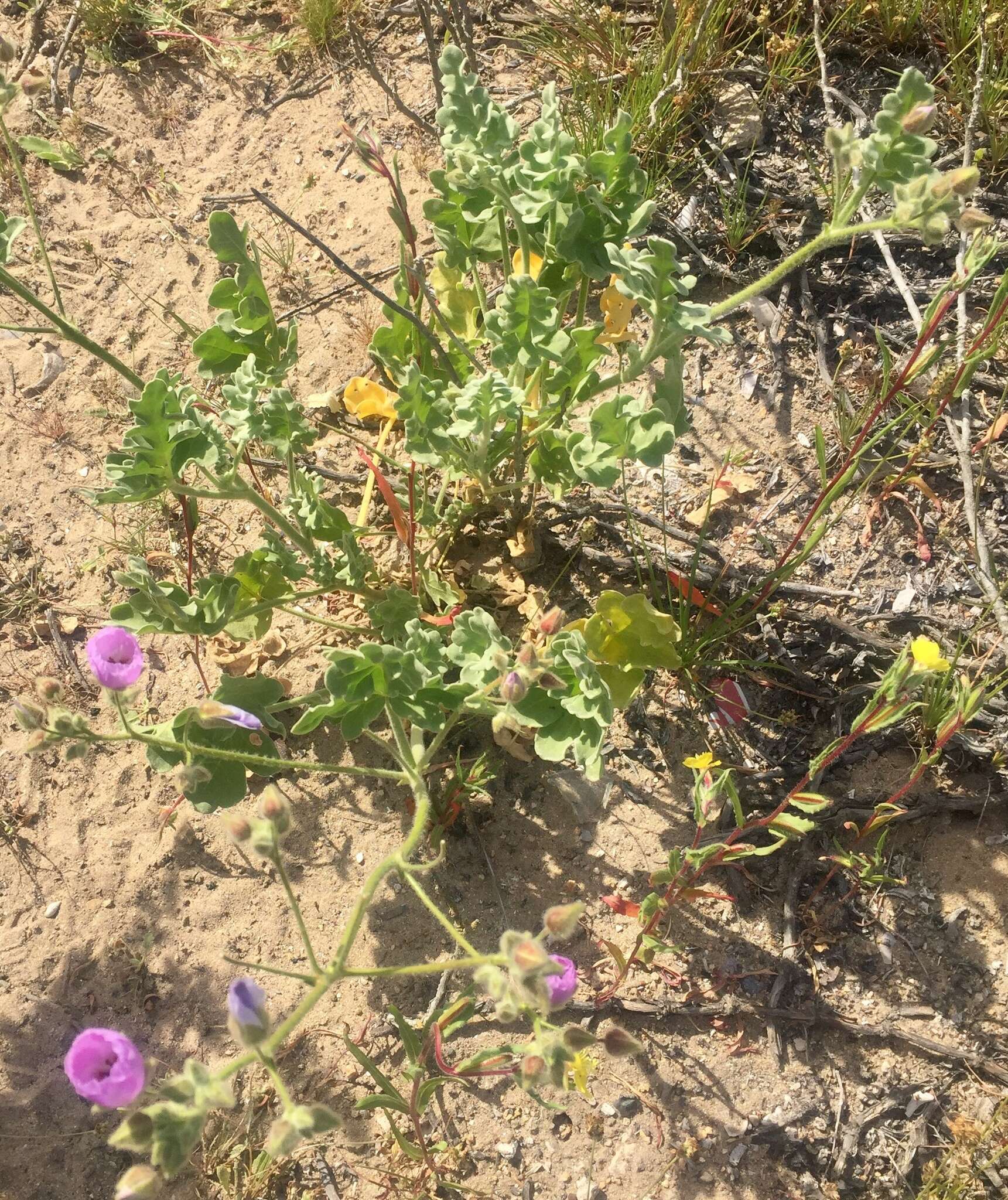 Image of Cristaria glaucophylla Cav.