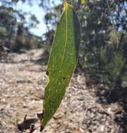 Image of yellow-top mallee-ash