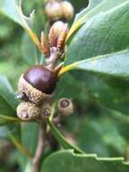 صورة Lithocarpus uraianus (Hayata) Hayata