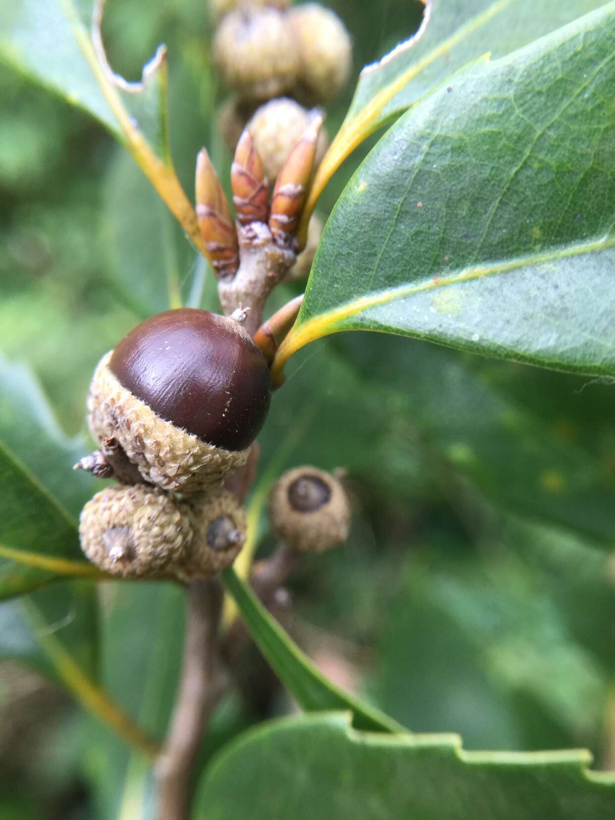 Lithocarpus uraianus (Hayata) Hayata的圖片