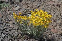 Image of <i>Eriophyllum lanatum</i> var. <i>achilleoides</i> (DC.) Jeps.