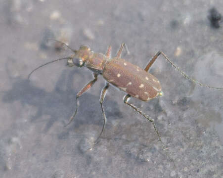 Image of Myriochila (Myriochila) melancholica (Fabricius 1798)