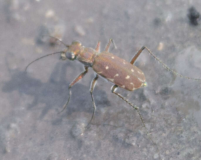 Image of Myriochila (Myriochila) melancholica (Fabricius 1798)