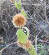 Cyathula uncinulata (Schrad.) Schinz的圖片