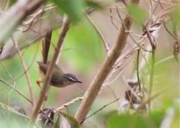 Imagem de Prinia flaviventris (Delessert 1840)