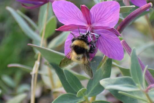 Слика од Bombus kluanensis Williams & Cannings 2016