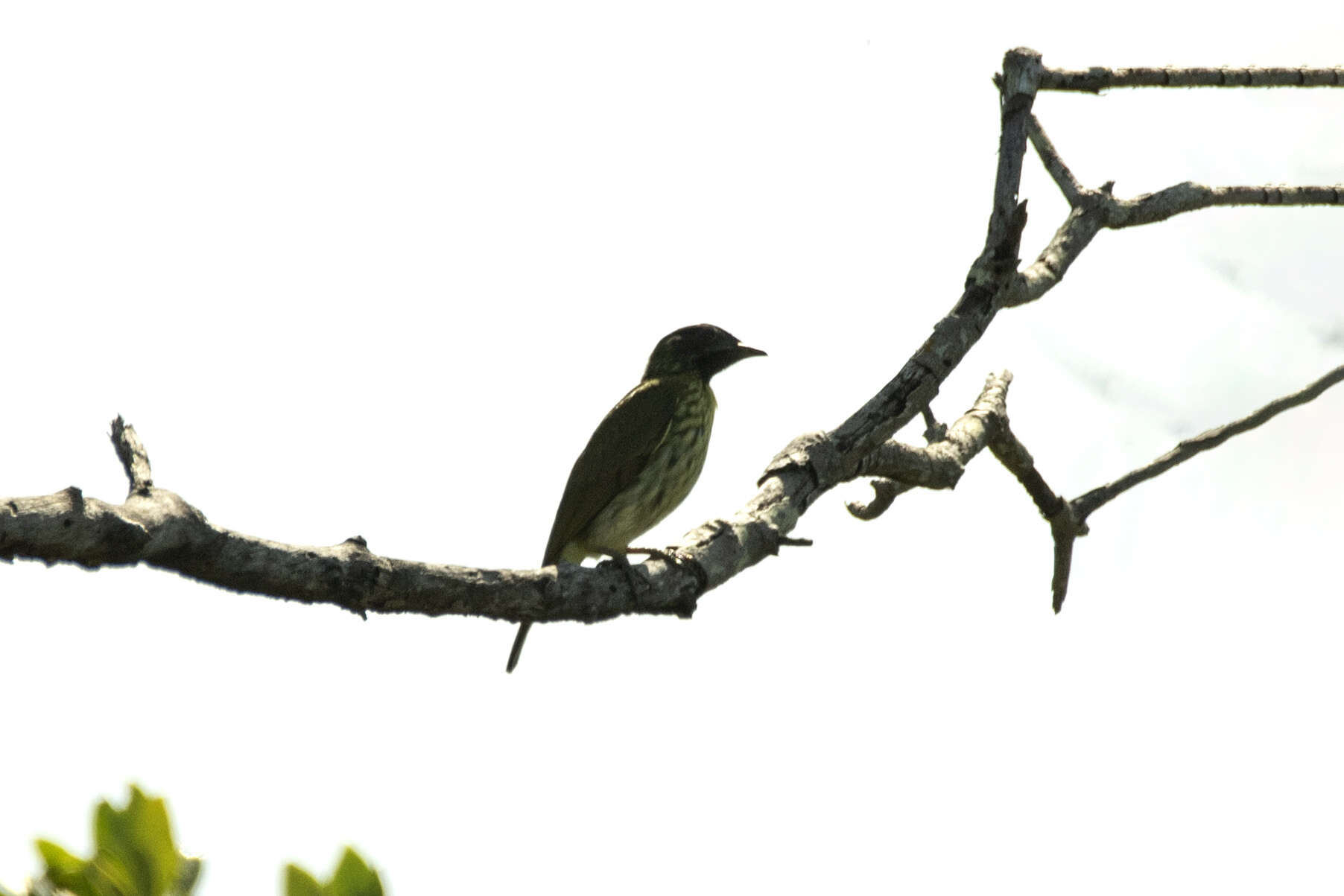 Image of Bearded Bellbird