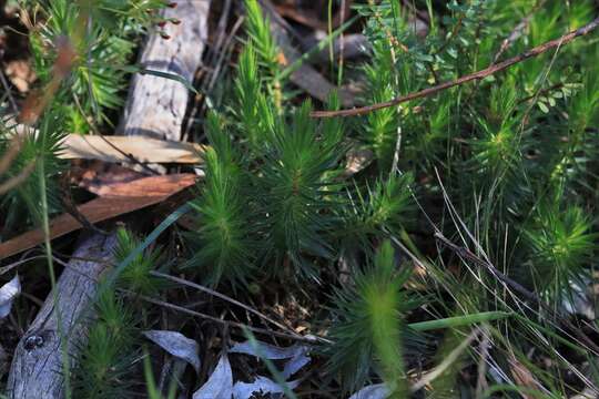 Imagem de Melichrus procumbens (Cav.) Druce