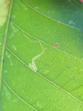 Image of Stigmella saginella (Clemens 1861) Wilkinson et al. 1979