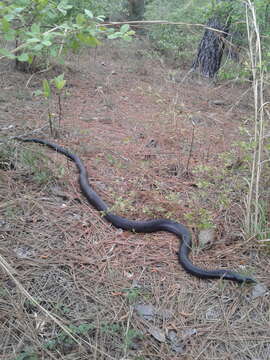 Pituophis melanoleucus lodingi Blanchard 1924 resmi