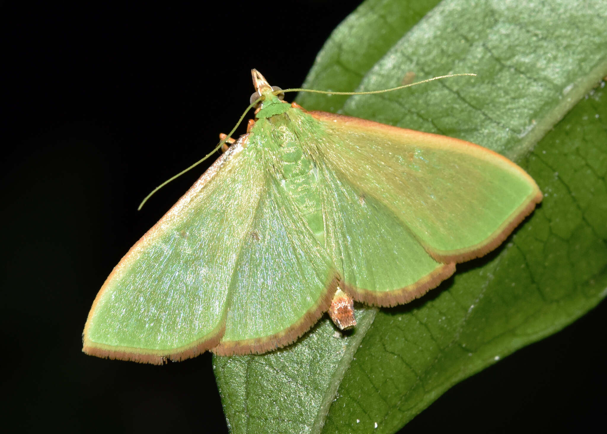 Image of Parotis baldersalis Walker 1859