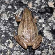 Image of Brimley's Chorus Frog