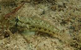 صورة Gnatholepis anjerensis (Bleeker 1851)