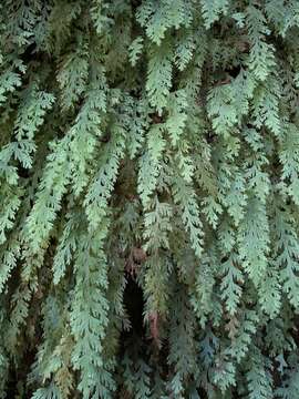 Imagem de Hymenophyllum acutum (C. Presl) Ebihara & K. Iwats.