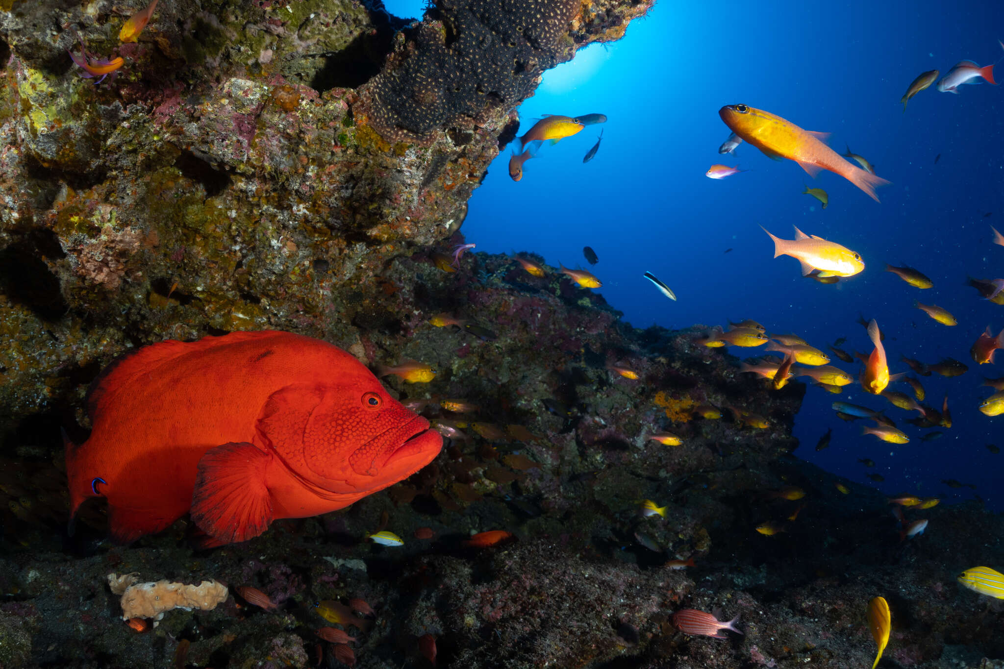 Image of Peacock rockcod