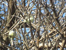 Image of Straneck's Tyrannulet