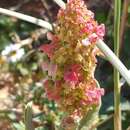 Image of Rumex aeroplaniformis Eig