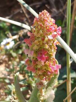 Image of Rumex aeroplaniformis Eig