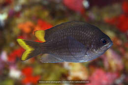 Слика од Chromis insolata (Cuvier 1830)