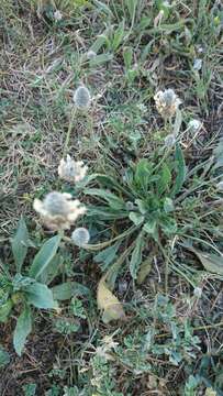 Plancia ëd Plantago lagopus L.