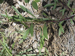 Plancia ëd Penstemon laetus subsp. leptosepalus (Greene ex Gray) D. D. Keck