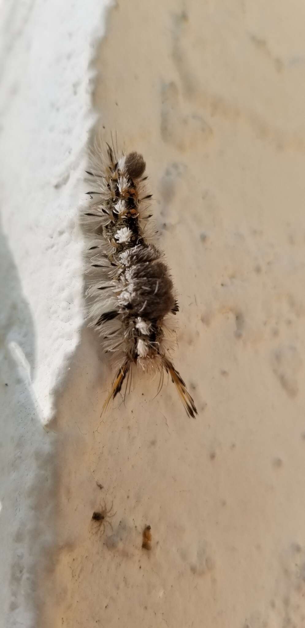 Image of Southern Tussock Moth
